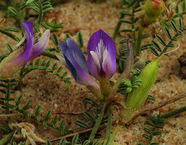 Ejemplares en flor de Astragalus baionensis (foto: Iñaki Aizpuru y Carlos Aedo).