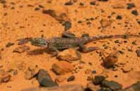 Anfibios 
y 
reptiles de Mauritania