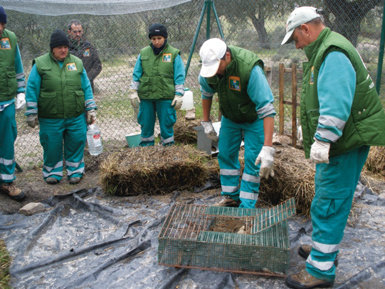 Suelta controlada de conejos de monte en la finca Campanarios de Azaba (Salamanca), gestionada por la Fundación Naturaleza y Hombre. A partir de ahora, la nueva cepa vírica de la RHD obliga a replantearse las estrategias de reintroducción o refuerzo de poblaciones silvestres (foto: Rafael Serra).

