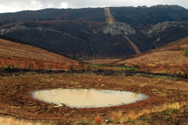 Un incendio devastó el entorno de esta charca del término municipal de Cañamero (Cáceres) en julio de 2005, como puede comprobarse en esta fotografía tomada tres meses después. La zona era hábitat de varias especies de anfibios, entre ellas el sapo de espuelas (fotos: Enrique Ayllón).