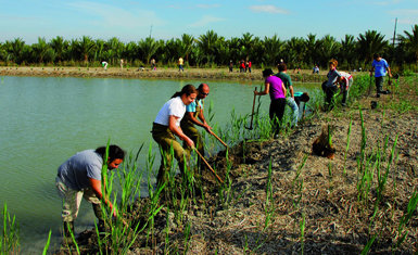 Varios voluntarios plantan vegetación de ribera en las orillas de la laguna de El Prado, una de las que han sido creadas en la zona de los Carrizales de Elche (Alicante). Foto: P. García / ANSE.

