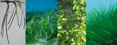 Distintas fanerógamas marinas en creciente riesgo de extinción, según los criterios de la UICN. De izquierda a derecha: Zostera muelleri (Preocupación menor), Posidonia australis (Casi amenazada), Halophila beccarii (Vulnerable) y Phyllospadix japonicus (En Peligro). De las 72 especies de fanerógamas marinas que existen, el 60% están catalogadas como “Preocupación menor” y un 10% como “Datos Insuficientes”. Muchas ilustran el dilema entre Matheson y Short expuesto en el texto de este artículo, es decir, solamente están amenazadas a escala regional. Por ejemplo, nuestra posidonia (Posidonia oceanica), endémica del Mediterráneo, está catalogada como “Preocupación Menor” por la IUCN, pero se encuentra estrictamente protegida en la Unión Europea a través del Convenio de Berna y la Directiva de Hábitats.
Esto es así porque la diversidad biológica que atesoran las praderas de posidonia y su papel como sumideros de carbono (8) están amenazados por perturbaciones como la urbanización de la costa, el auge de las especies invasoras, el cambio climático, la contaminación del agua, la pesca de arrastre y el anclaje de barcos. Tales amenazas son comunes a la mayoría de las fanerógamas marinas y, globalmente, la degradación de los ecosistemas costeros acaba cada año con 110 kilómetros cuadrados (11.000 campos de fútbol) de praderas submarinas (9).
Fotos: P. Kaladharan (H. beccarii) y Fred Short.
