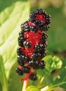 Los llamativos frutos de la hierba carmín (Phytolacca americana) son muy apreciados por las aves, que al dispersar sus semillas contribuyen a la rápida expansión de esta planta foránea. 