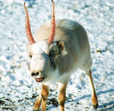 Macho de antílope saiga (Saiga tatarica) en el Centro de Animales Salvajes de Kalmukia (Rusia). Único en su género, el saiga habita en las estepas y zonas semidesérticas de Asia central y Europa suroriental. Cuenta con dos subespecies, una descrita en Kazajistán (Saiga tatarica tatarica), donde se concentra el 80% de sus efectivos, y la otra en Mongolia (Saiga tatarica mongolica), mucho más reducida. El saiga es apreciado localmente por su carne y por las propiedades medicinales que se atribuyen a los cuernos de los machos (foto: Pavel 
Sorokin).
Como en muchos ungulados, la demografía de la especie es sensible a los inviernos severos y a las sequías estivales, que determinan además migraciones anuales en grandes manadas que pueden alcanzar el millar de individuos. No obstante, ha sido la caza ilegal (mediada por una alteración del comportamiento en los harenes) la que ha provocado el declive de esta especie, desde el millón de cabezas estimado en los años setenta hasta los 50.000 individuos actuales. No en vano, la UICN la considera “Críticamente Amenazada” desde 2002. El saiga se ha extinguido ya en China y Ucrania.
