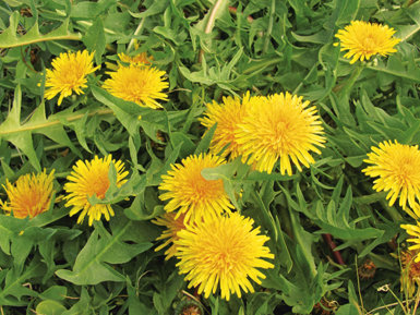 El diente de león (Taraxacum gr. officinale) es una hierba que puede encontrarse actualmente en la mayor parte de las ciudades del mundo. Sus eficaces estrategias reproductivas le han otorgado una gran capacidad de colonización.