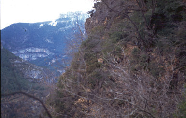 Instantánea del último macho de bucardo que probablemente existió en libertad, visto en enero de 1990 en las Fajas de Duáscaro, en el entorno del Parque Nacional de Ordesa (Huesca). A pesar de su deficiente calidad, la imagen tiene gran valor testimonial (foto: R. García-
González).
