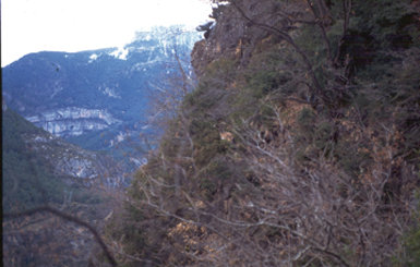 Instantánea del último macho de bucardo que probablemente existió en libertad, visto en enero de 1990 en las Fajas de Duáscaro, en el entorno del Parque Nacional de Ordesa (Huesca). A pesar de su deficiente calidad, la imagen tiene gran valor testimonial (foto: R. García-
González).
