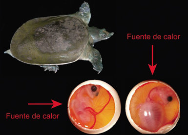 : Ejemplar adulto de tortuga china de caparazón blando (Pelodiscus sinensis) capturado en el río Sarawak (Malasia) y dos de los embriones utilizados en el experimento de Wei-Guo Du (2). Como puede verse, la nuca del embrión (N) está orientada dorsalmente o hacia el lateral izquierdo según la procedencia de la fuente de calor durante la incubación (fotos: Indraneil Das y Bo Zhao).