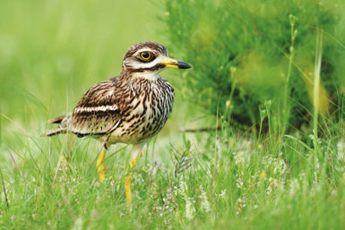 A pesar de la escasez de estudios sobre las enfermedades parasitarias en aves canarias, ya son varias las especies del archipiélago en las que se han detectado, entre ellas el alcaraván en el caso de la viruela aviar (foto: Juan José Hernández). 