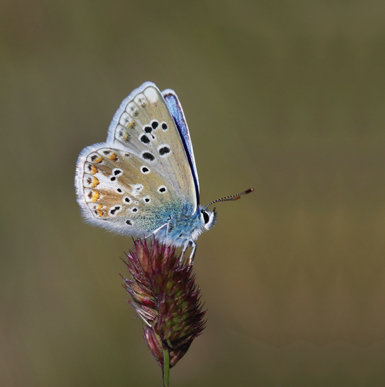 La Niña de Sierra Nevada (Polyommatus golgus) es uno de los licénidos más valiosos y característicos de este macizo montañoso (foto: F. Javier Olivares).