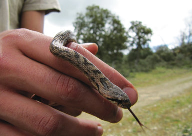 Una culebra lisa meridional (Coronella girondica), ambas localizadas en el municipio salmantino de Casafranca (foto: Guillem Alemany).