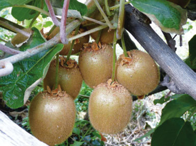 Historia natural del kiwi y otras especies del género ACTINIDIA