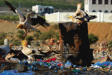 Los alimoches DE  LA ISLA DE SOCOTRA 