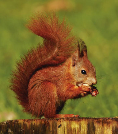 Ecología de la  ardilla roja en los  setos cantábricos 