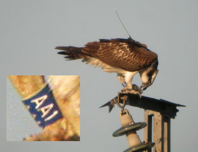 Un águila escocesa en la ciudad de Sevilla