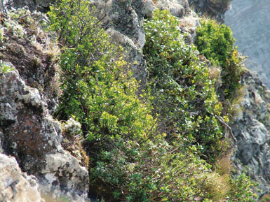 Los últimos bosques del desierto canario