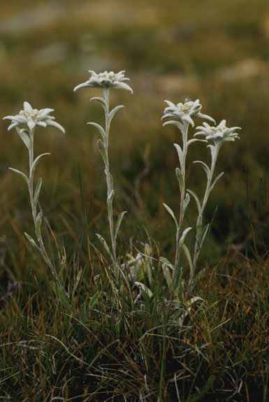 La flor de nieve  o edelweiss,  símbolo de la vida alpina 