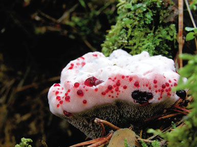 BIODIVERSIDAD Y CONSERVACIÓN de los hongos en Aragón 