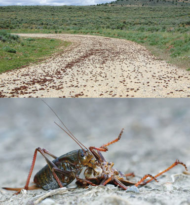 Proteínas con patas