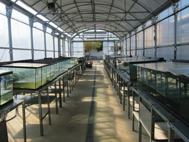 Instalaciones para la crianza de los galápagos europeos que nacen en el Centro de Fauna Salvaje del Canal Vell, en el Parque Natural del Delta del Ebro. Foto: Laura Fortuño.  