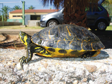 El galápago de Florida es una de las especies objetivo del proyecto LIFE+ Invasep (foto: LIFE+ Invasep).