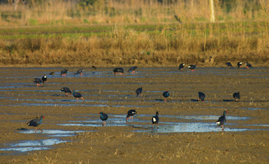 Un grupo numeroso de calamones ramonea en un arrozal previo a su siembra en el Delta del Ebro, seguramente en busca de bulbos de castañuela (Scirpus maritimus). Foto: E. Soler