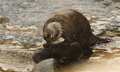 Nutria sacudiéndose el agua después de una inmersión. Mantener el pelaje en perfecto estado es fundamental para las nutrias, en especial para las que se sumergen en agua marina.