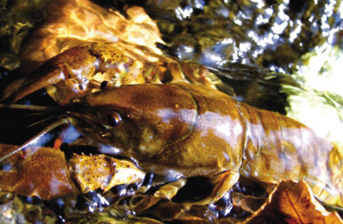 Cangrejo de patas blancas (Austropotamobius italicus). Foto: Miguel Clavero.