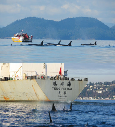 Orcas del clan estudiado junto a dos embarcaciones en las costas americanas del Pacífico norte. Arriba, cerca de una barca destinada al avistamiento de cetáceos. Abajo, junto a la popa de un mercante chino (fotos: NOAA-NMFS Northwest Fisheries Science Center).