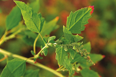 Las discretas flores del cenizo (Chenopodium album) darán lugar a un número milagroso de semillas.