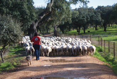  La ganadería continúa siendo unos de los pilares de la economía dentro de la Red Natura 2000. Foto: Domingo Rivera.