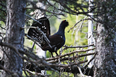 Macho de urogallo pirenaico cantando desde las ramas de un pino negro. La conservación de esta especie da lugar a numerosas medidas preventivas en el Parque Natural del Alt Pirineu (foto: Toni Batet).
