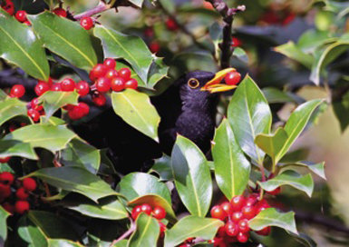 Mirlo común con un fruto de acebo en el pico. El mirlo es una especie ampliamente distribuida por los melojares de la sierra de Guadarrama que busca alimento en el suelo, aunque también aprovecha los frutos del estrato arbustivo (foto: Carlos Palacín Moya).