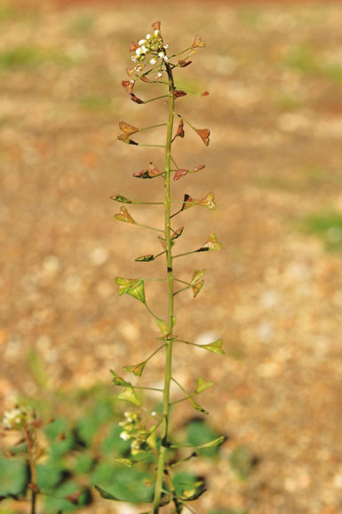  El zurrón de pastor (Capsella bursa-pastoris) florece abundantemente durante buena parte del año. Pero son sus singulares frutos los que facilitan el reconocimiento de la planta. 
