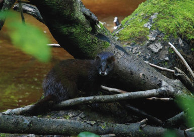 Visón europeo en su hábitat natural, en la orilla de un río (foto: Madis Põdra).