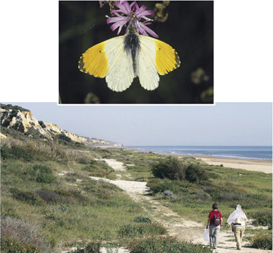 Ejemplar de aurora (Anthocharis cardamines), mariposa común en prados húmedos y bosques de ribera del norte de España. En el sur peninsular, sin embargo, se encuentra confinada a las zonas de montaña (foto: M.L. Munguira).
Debajo, participantes en un censo de la red de seguimiento andaluz de mariposas en la provincia de Huelva, concretamente en el término municipal de Mazagón (foto: D. Paz).
