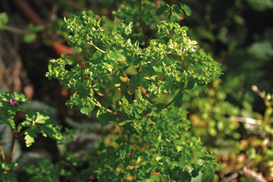  La lecherina común (Euphorbia peplus) tiene la peculiaridad de florecer en cualquier época del año, aunque lo haga de forma muy poco llamativa.