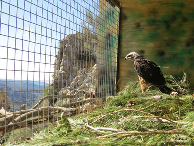 Un joven de águila de Bonelli, en un jaulón instalado en la sierra de Tramuntana (Mallorca), donde este ejemplar va a ser reintroducido (foto: GREFA).