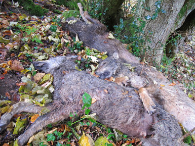 Tres de los cinco lobos de la manada de San Glorio abatidos ilegalmente, cedidas por un lector del blog “Naturaleza cantábrica”.
