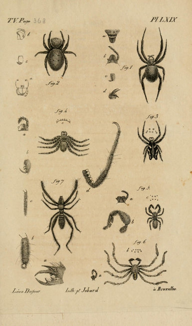 Lámina publicada por Léon Dufour en 1820 como complemento a su descripción no formal de la especie Selenops radiatus, identificada como Fig. 6 (Biodiversity Heritage Library).