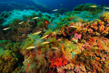 Desprendimientos de rocas en fondos bien iluminados, con abundantes comunidades de algas y peces, en las cercanías de la cala de El Gorguel (foto: Juan Carlos Calvín/ANSE).