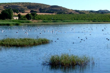 Panorámica de la laguna de Horna, en el término municipal de Chinchilla de Montearagón (Albacete), donde se ha autorizado la caza a pesar de ser hábitat de la malvasía cabeciblanca.