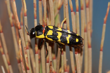 Macho de yamina de las efedras (Buprestis (Yamina) sanguinea) localizado en la localidad madrileña de Valdemoro (foto: Julio Martín de Eugenio Manglano).