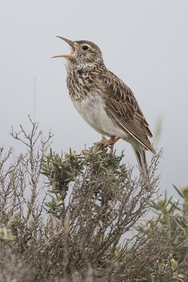 Un macho de alondra ricotí canta sobre un matorral bajo. El canto de la especie es muy potente, pudiendo oírse a más de un kilómetro de distancia (foto: Ricardo Rodríguez).