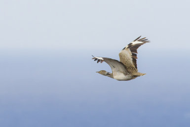 Hubara canaria en vuelo. Las grandes manchas blancas en las plumas primarias es un rasgo característico del ave (foto: Yeray Seminario).