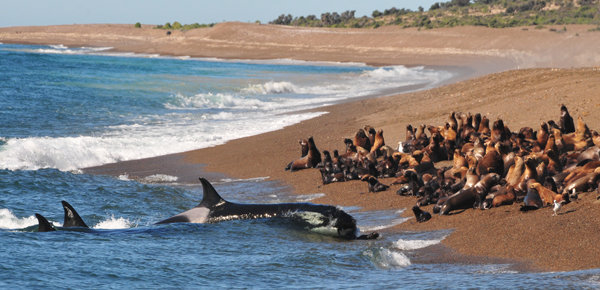 Una hembra de orca caza un lobito en la ensenada de Punta Norte, mientras otros ejemplares la acompañan para aprender la técnica (foto: Jordi Ruiz-Olmo y Jorge Cazenave).