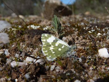 Ejemplar de blanquiverdosa (Pontia daplidice). La especie ha tenido una recuperación demográfica importante en las zonas muestreadas de la provincia de Palencia durante 2013.