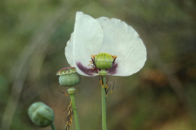 Flor de adormidera (Papaver somniferum) y sus frutos aún sin madurar tras la reciente pérdida de los pétalos (foto: J. Ramón Gómez).