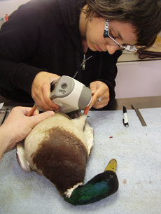 Una investigadora mide la coloración de las patas de un ánade azulón durante un estudio sobre intoxicaciones de aves por plomo (foto: Toxicología IREC).