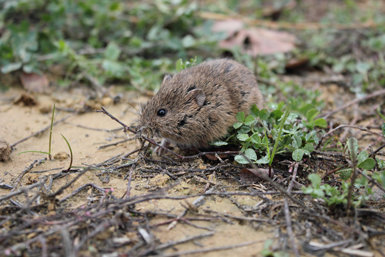 Un topillo campesino en un campo de cultivo de Castilla y León. Esta especie experimenta explosiones demográficas de manera cíclica (foto: Daniel Jareño).